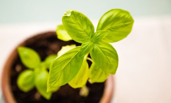 small plant in pot