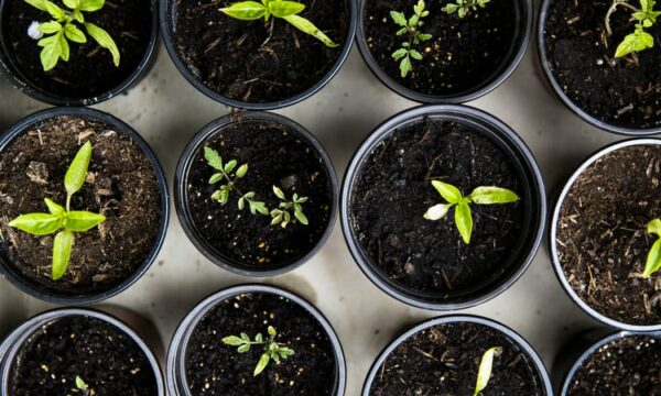 Three rows of potted plants with seedlings in various stages of growth, viewed from above