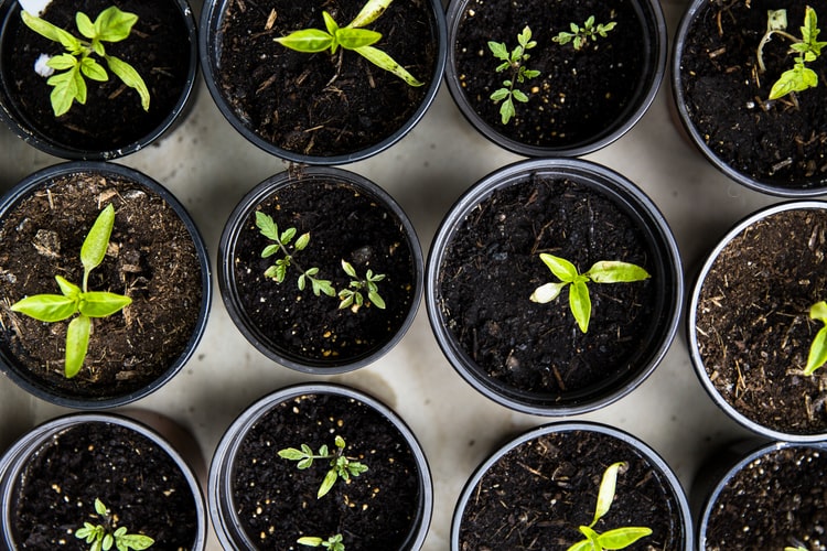 Three rows of potted plants with seedlings in various stages of growth, viewed from above
